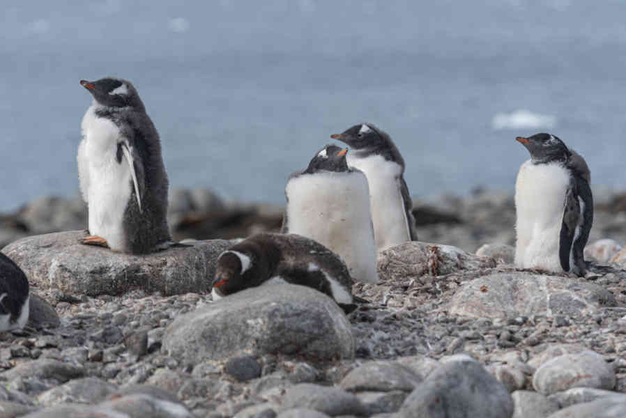 Pingüino Papua o Gentoo cría - isla Robert - islas Shetland del Sur 01.jpg